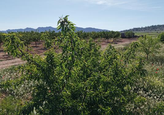 Land in Yecla