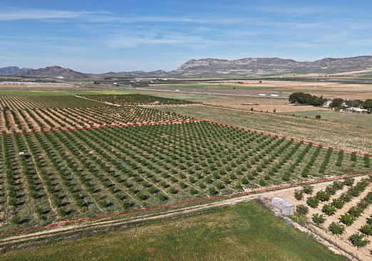 Land in Yecla