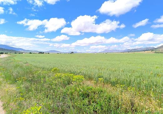 Land in Yecla