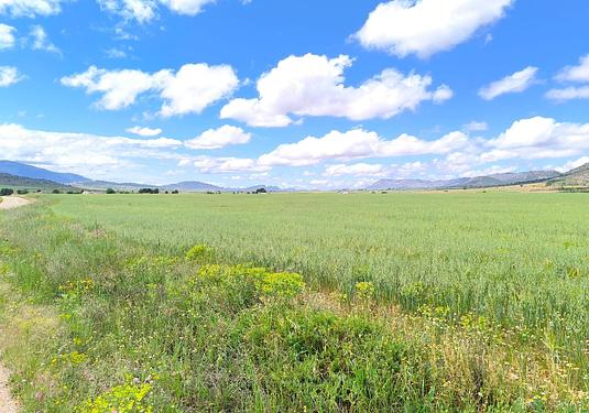 Land in Yecla