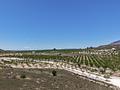 Land in Pinoso