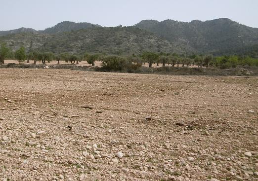 Land in Yecla
