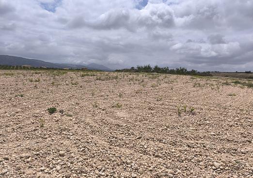 Land in Pinoso