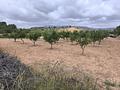 Land in Pinoso
