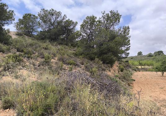 Land in Pinoso