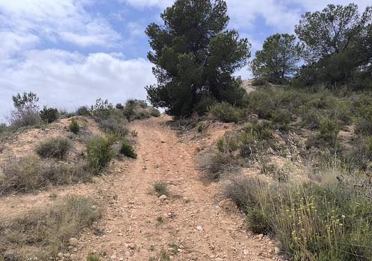 Land in Pinoso