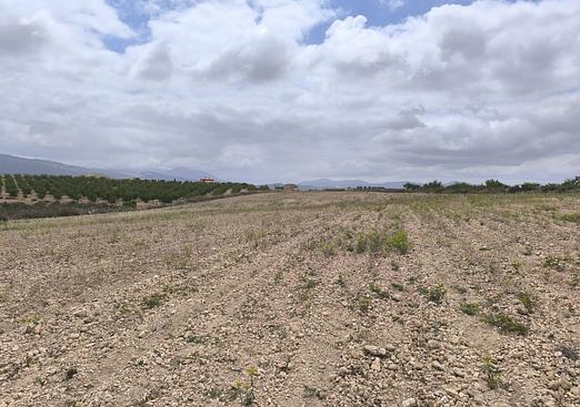 Land in Pinoso