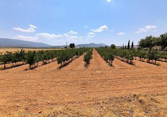 Land in Yecla