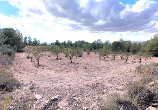Land in Yecla