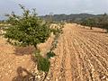 Land in Yecla