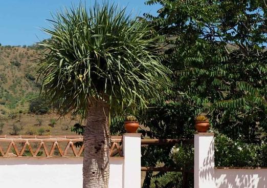 Finca in Alora