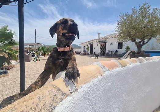 Other in Orce