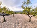 Land in Pinoso