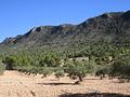 Land in Yecla