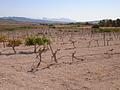 Land in Pinoso