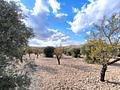 Land in Yecla