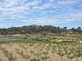 Land in Jumilla