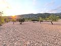 Land in Pinoso