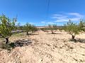 Land in Jumilla