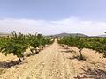 Land in Ubeda