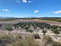 Land in Pinoso