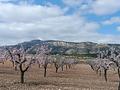 Land in Jumilla