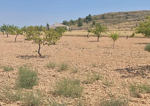 Land in Canada del Trigo