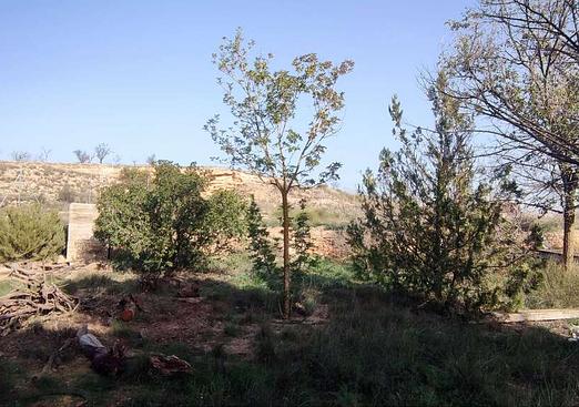 Country house in Pinoso