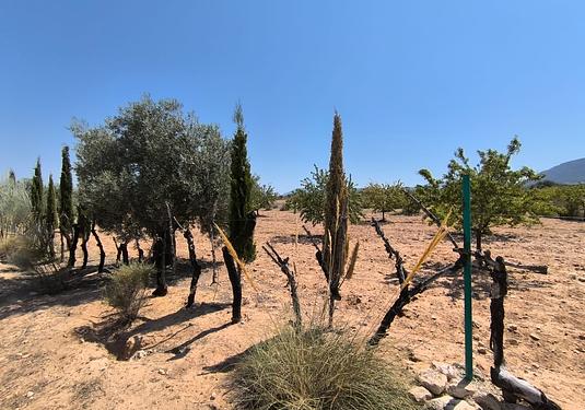 Country house in Villena