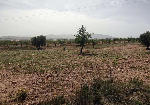 Country house in Pinoso