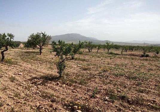 Country house in Pinoso