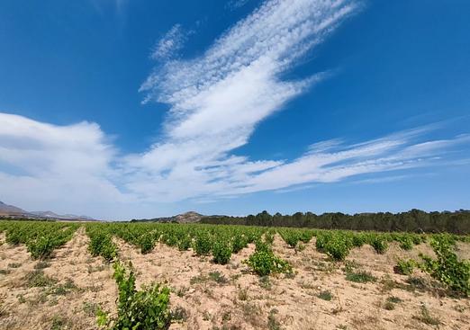 Country house in Yecla