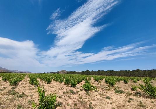 Country house in Yecla