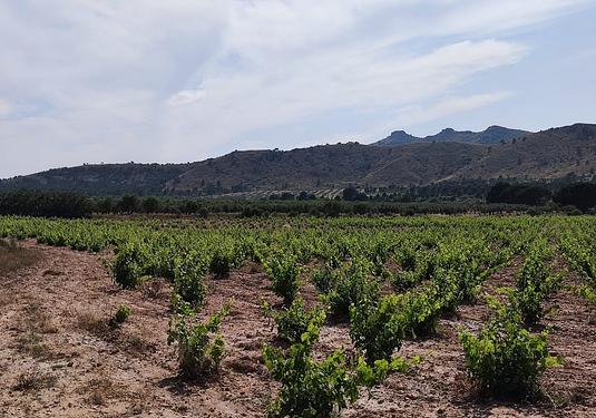 Country house in Yecla