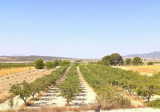 Land in Monóvar/Monóver