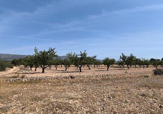 Land in Monóvar/Monóver