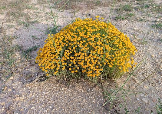 Country house in Yecla