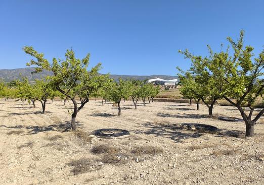 Land in Monóvar/Monóver