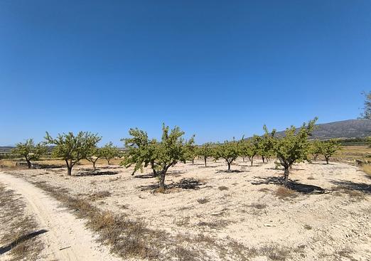 Land in Monóvar/Monóver