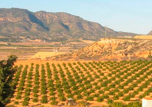 Land in Torre Pacheco