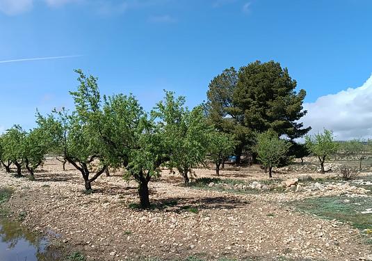 Country house in Yecla