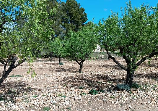 Country house in Yecla