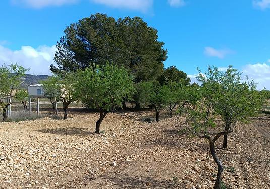 Country house in Yecla