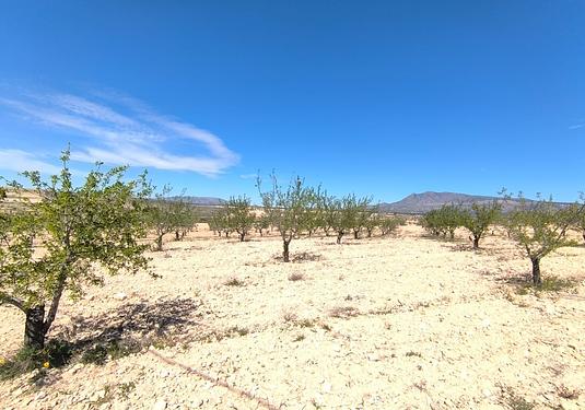 Land in Jumilla