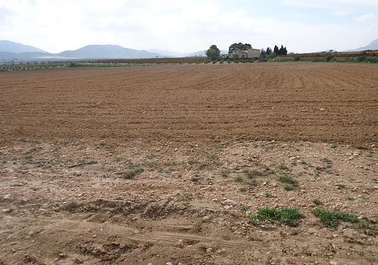 Land in Yecla