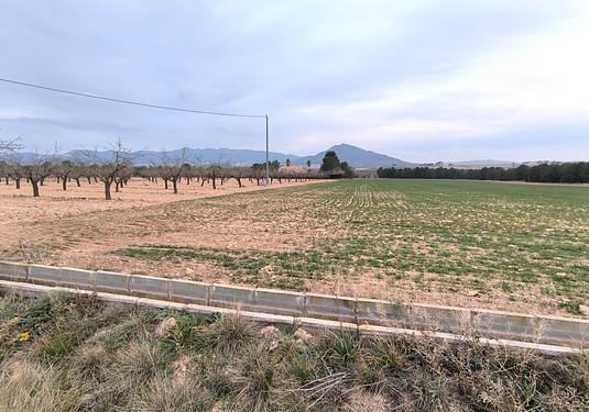 Land in Yecla