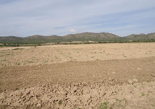 Land in Yecla
