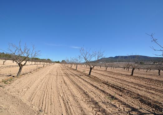 Land in Monóvar/Monóver
