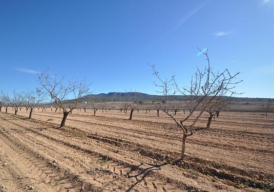 Land in Monóvar/Monóver
