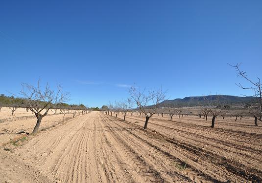 Land in Monóvar/Monóver